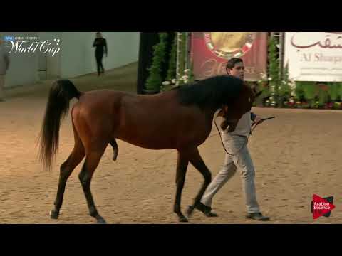 N.140 MAJOR CALIFORNIA - LAS VEGAS 2019 - Arabian World Cup Junior StallionsGeldings ATH (Class 106)