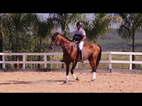 Lote 08 - Igor dos Pinhais - Cavalos puro sangue Lusitanos - Coudelaria aguilar