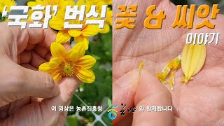 국화 꽃, 씨앗, 번식 이야기 