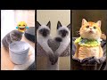 Funny Cat ️ Fyp ️ FunnyCats 3996