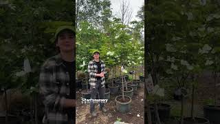 Dogwoods at Art's Nursery