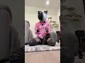 3 Hehe Femboys Puppyboy Goodboy Femboy Wolfsuda