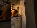 cats ego ☠️
