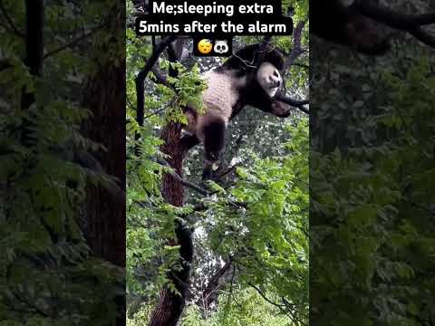 😴🐼 #funny #animal #panda #pandapanda