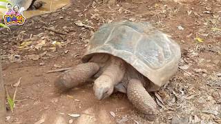 เพลงเต่า เอ๋ย เต่า - By KidsMeSong