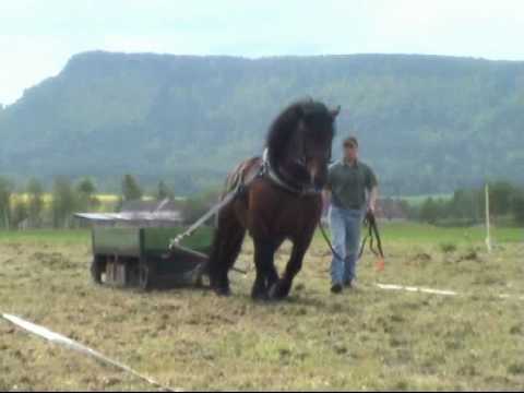 těžký tah 2010.wmv