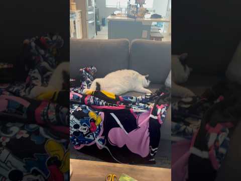 Jasmine is Worth It #cat