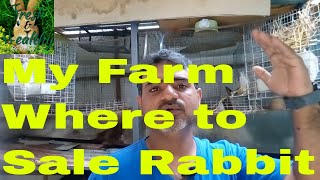 Where to sale Rabbit