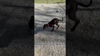 Video preview image #1 Labrador Retriever-Unknown Mix Puppy For Sale in Rockaway, NJ, USA