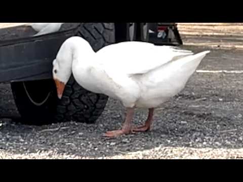 Lonely goose is so happy to finally have a friend