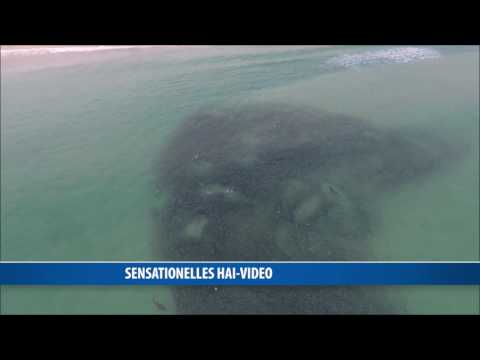 Sensationelles Hai-Video wird Internet-Hit