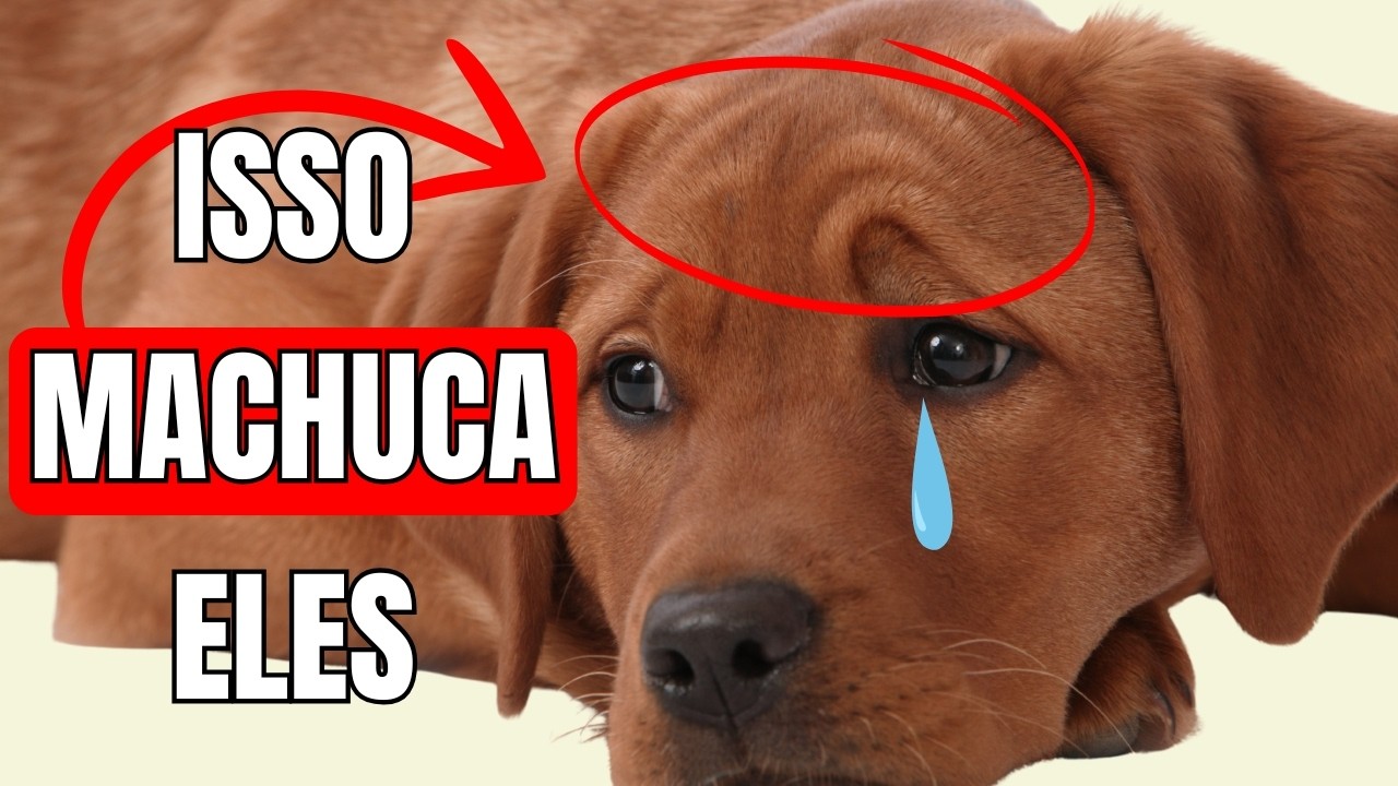 10 Coisas que Deixam Seu Cão TRISTE  Sem Você Saber
