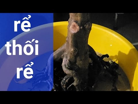 lưu ý khi trồng mai vàng. thay chậu và thay chất trồng.