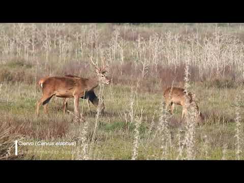 Vídeo de Cervus elaphus. <em>© César Fernández González