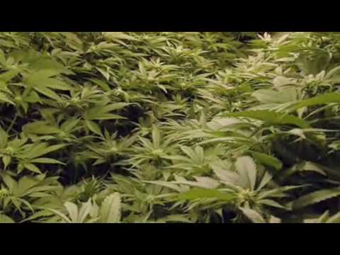 CannaBiz: The Secret Economy of Marijuana