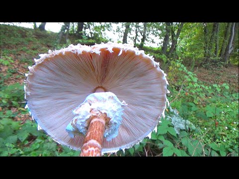 Berem Sunčanice - Neko Puca na mene ili na životinju