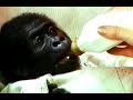 Buddy Trailer 1997