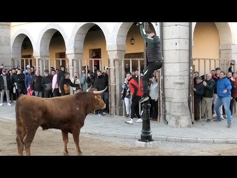 Villacastín 2025 Suelta de Toros Bravos