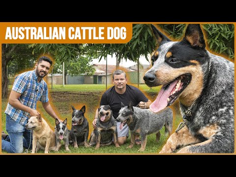 AUSTRALIAN CATTLE DOG - RAÇA EM PASTOREIO E EXPOSIÇÕES