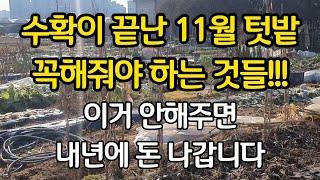 지금 이거 안해주면 내년에 돈 나갑니다. 수확이 끝난 11월 텃밭! 꼭 해줘야 하는 것들!!!