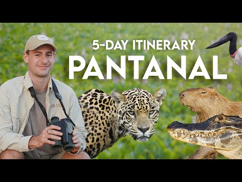 5-Day Itinerary: Pantanal (Jaguar Safari in Brazil)