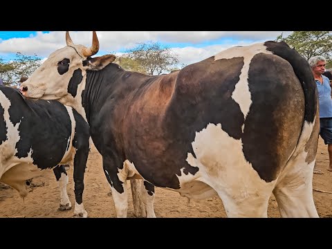 É POR ESSE MOTIVO QUE A FEIRA DE GADO DE CACHOEIRINHA PE É A MELHOR, QUINTA FEIRA, (11/12/25)