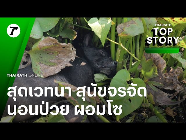 สุดเวทนา หมาจรป่วยนอนริมฝั่งน้ำผอมโซ กลุ่มคนรักสัตว์เร่งให้การช่วยเหลือนำส่งโรงพยาบาล | Top Story