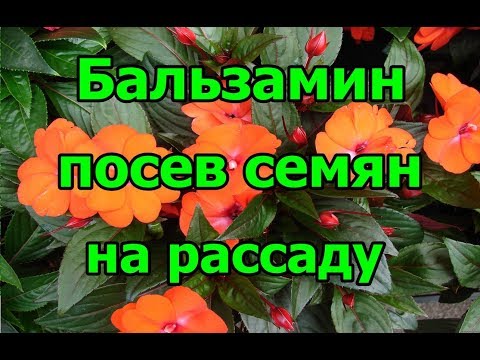 🌺#Бальзамин. #Посев семян на рассаду.