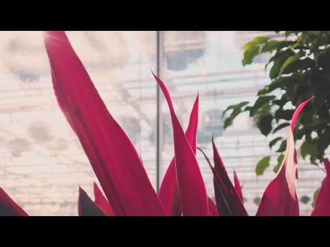 Work From Home with Teen Daze