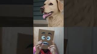 Download lagu Dogs Don't Drink Water But Eat Water #shorts #collab #viral mp3