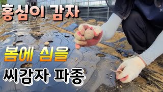 봄에 심을 씨감자 만들기 속노란 홍심이 감자