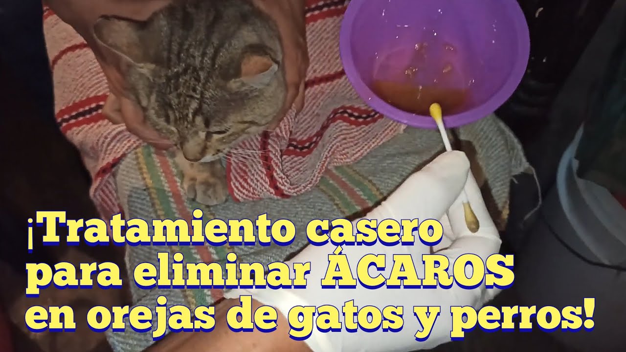Cómo eliminar ÁCAROS en orejas de gatos y perros