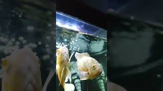 Download lagu ikan hias #music #cover #ikan #ikanhias #ikancupang #koi #koifish mp3