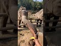 Adventures in Chiang Mai, Thailand (LaurenUncharted)