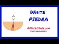 White Piedra // Microbiology