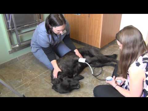 How Do You Take A Blood Pressure on A Dog?