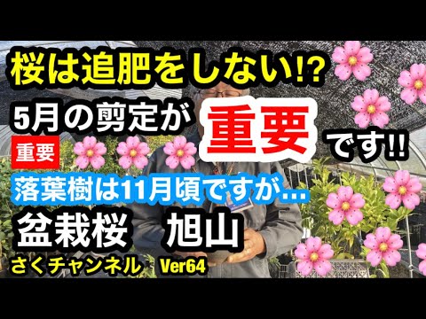 満開の桜の木