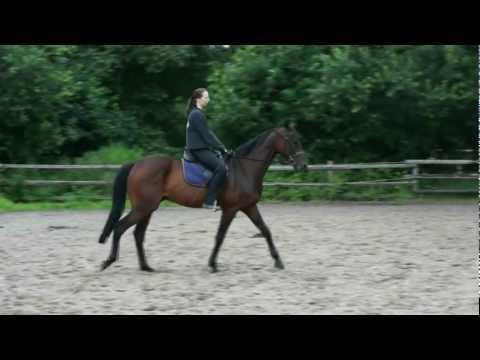 6 Monate Französischer Traber - "THE BEST OF"