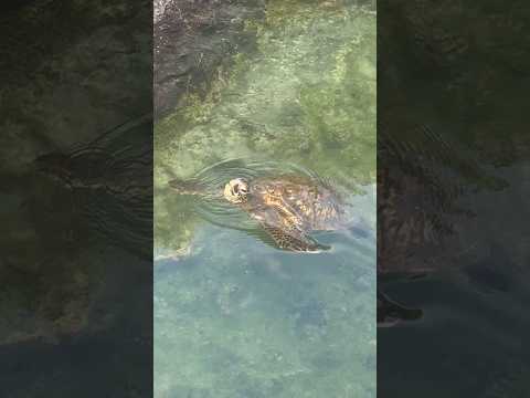 Sea Turtle coming up for air at Isabela Island, Galapagos