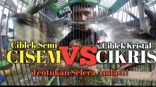 Download lagu CIKRIS VS CISEM- PERBEDAAN CIBLEK KRISTAL DAN CIBLEK SEMI mp3 Download lagu CIKRIS VS CISEM- PERBEDAAN CIBLEK KRISTAL DAN CIBLEK SEMI mp3