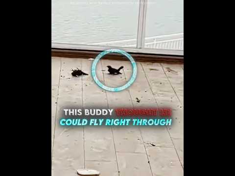 Would you have stopped to help this bird? 🥺🐦