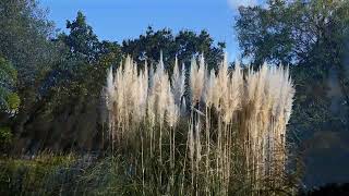 Deepening Autumn 深まる秋**【4K/30fps】-2024/10/13-