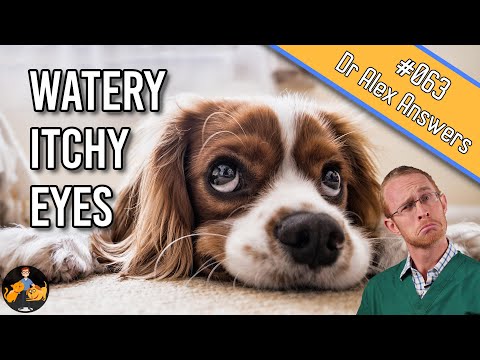 Dog Watery, Itchy Eyes: don't let them go blind (causes + treatment) - Dog Health Vet Advice