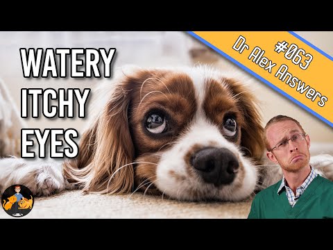 Watery Eyes in Dogs: Causes, Symptoms & Treatment Guide