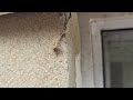 Ants March Along Exterior of Home in Dunellen, NJ