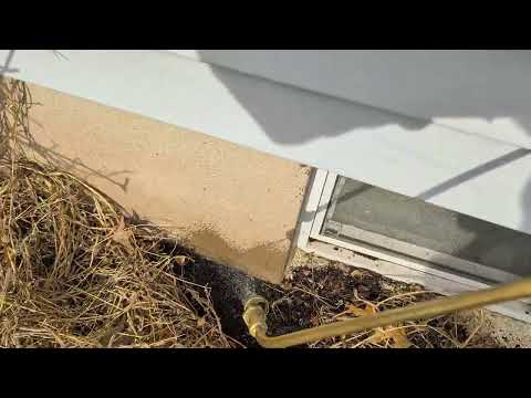 Ants March Along Exterior of Home in Dunellen, NJ