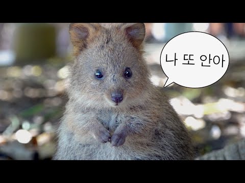 하나투어, 유튜브 구독자 10만 돌파… 일등공신은 '쿼카'