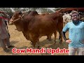 Cow Mandi Update Sahiwal Cholistani Desi Bachre Qurbani 2025 Lahore Bakra Mandi Shapur Kanjra