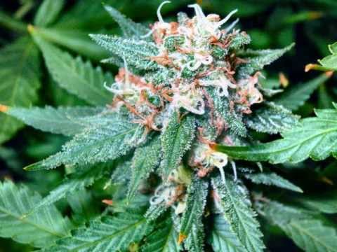 Get Away ft Jane Doe and Dabbz - Prod by Dr One