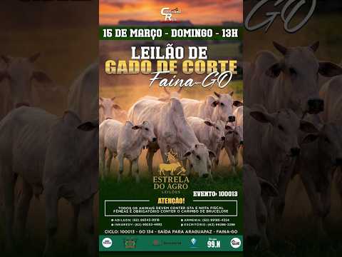 LEILÃO GADO DE CORTE ESTRELA DO AGRO LEILÕES  FAINA-GO 15/03/2026 | Leilão ao Vivo - Leilão de Gado
